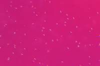 Oursin - Spermatozoïdes d'Oursin x100